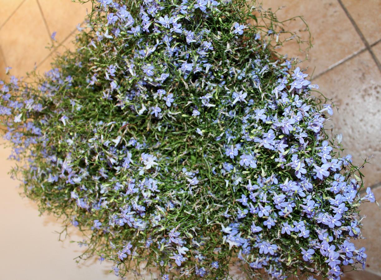 Bed and Breakfast Palazzo Kapece Monopoli Exterior foto